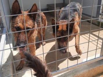 Adozione cane, maschio, Pastore tedesco, 8 anni  e 2 mesi , taglia gigante, Milano