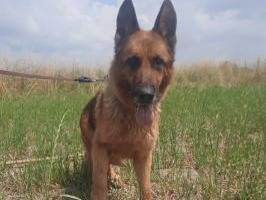 Adotta un cane, maschio, 8 anni  e 2 mesi , Milano