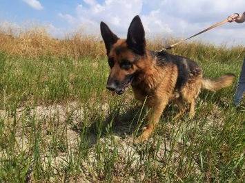 Adotta un cane, taglia gigante, maschio, Milano