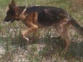 Adotta il cane Rocky e Rayle  a Milano