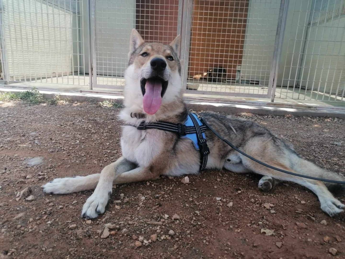 Adotta un cane, maschio, 6 anni  e 10 mesi , Lecce