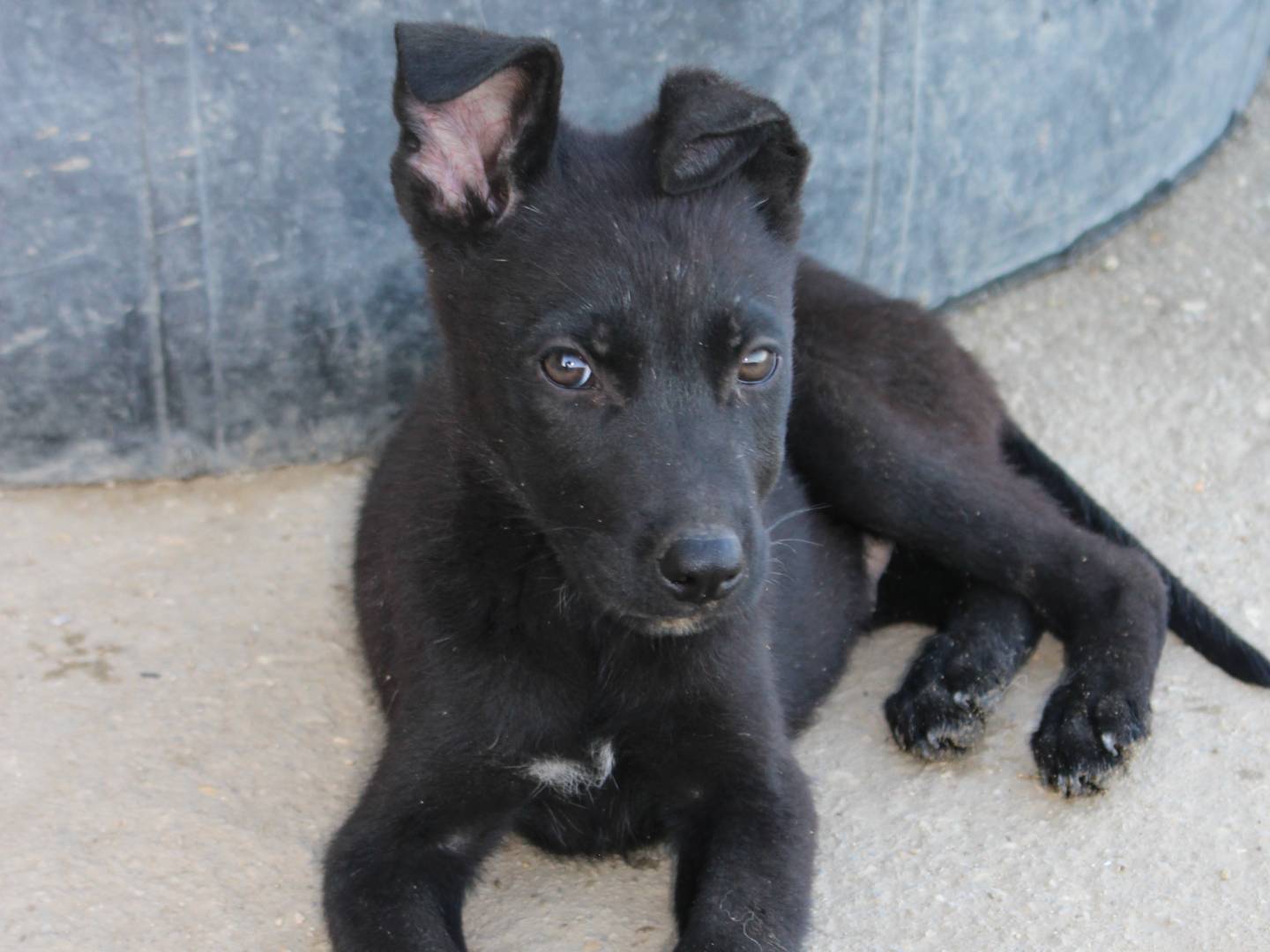 Adotta un cane, maschio, 1 anno e 10 mesi , Caltanissetta