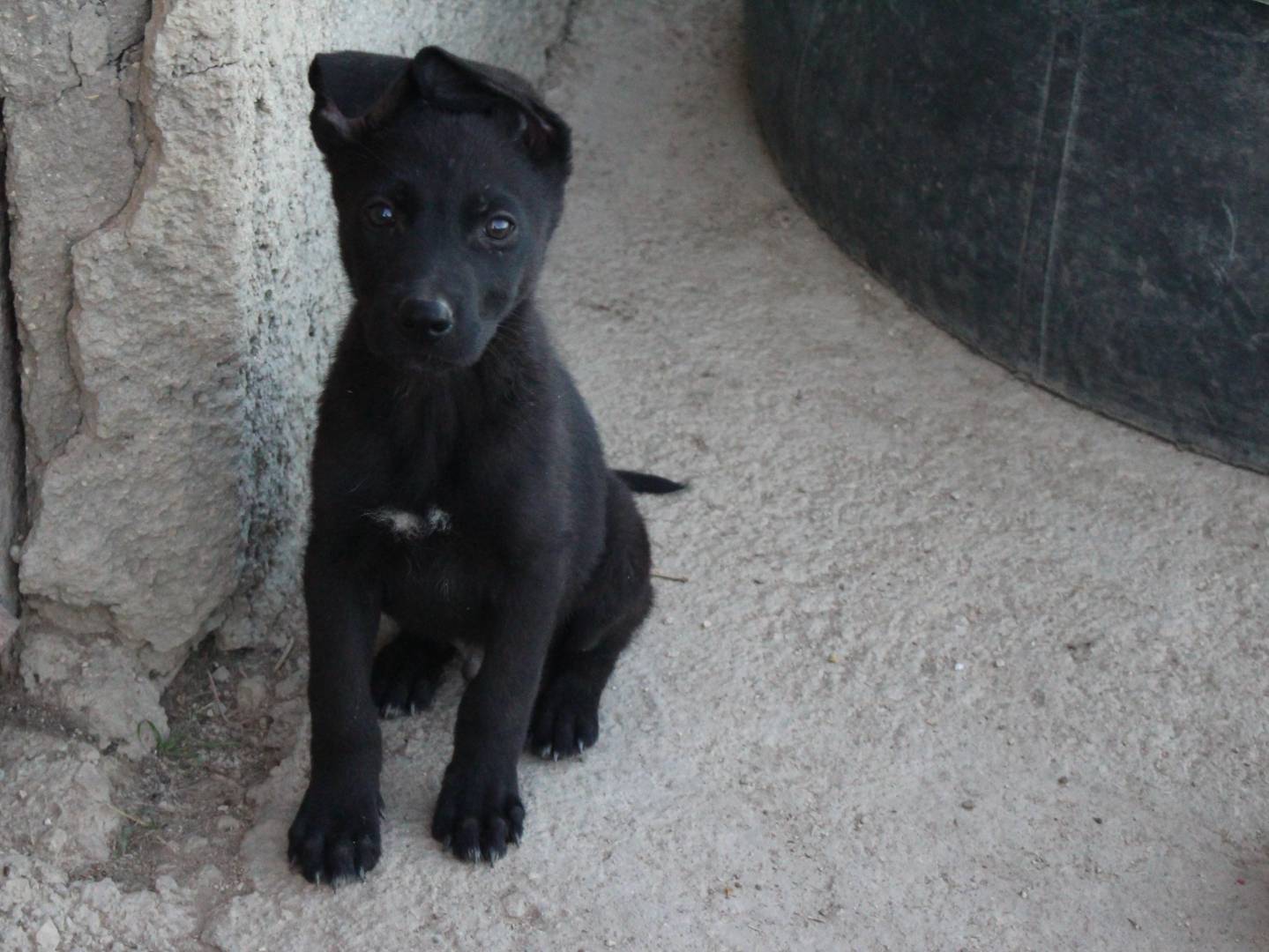 Adotta il cane Sabo a Caltanissetta