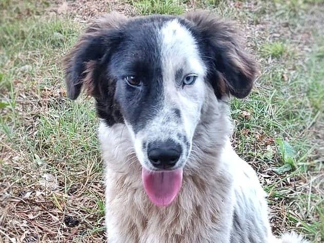 Adozione cane, maschio, meticcio, 2 anni e 7 mesi, taglia media, Crotone