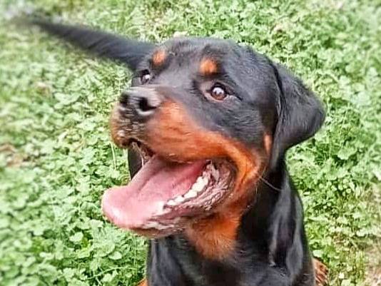 Adotta il cane ABU a Pavia