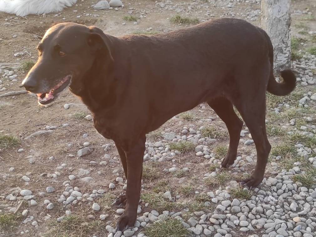 Adotta un cane, femmina, 6 anni  e 10 mesi , Como