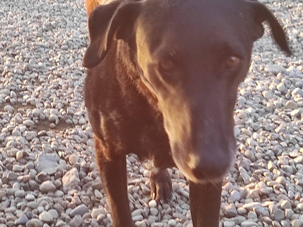 Adotta un cane, taglia media, femmina, Como