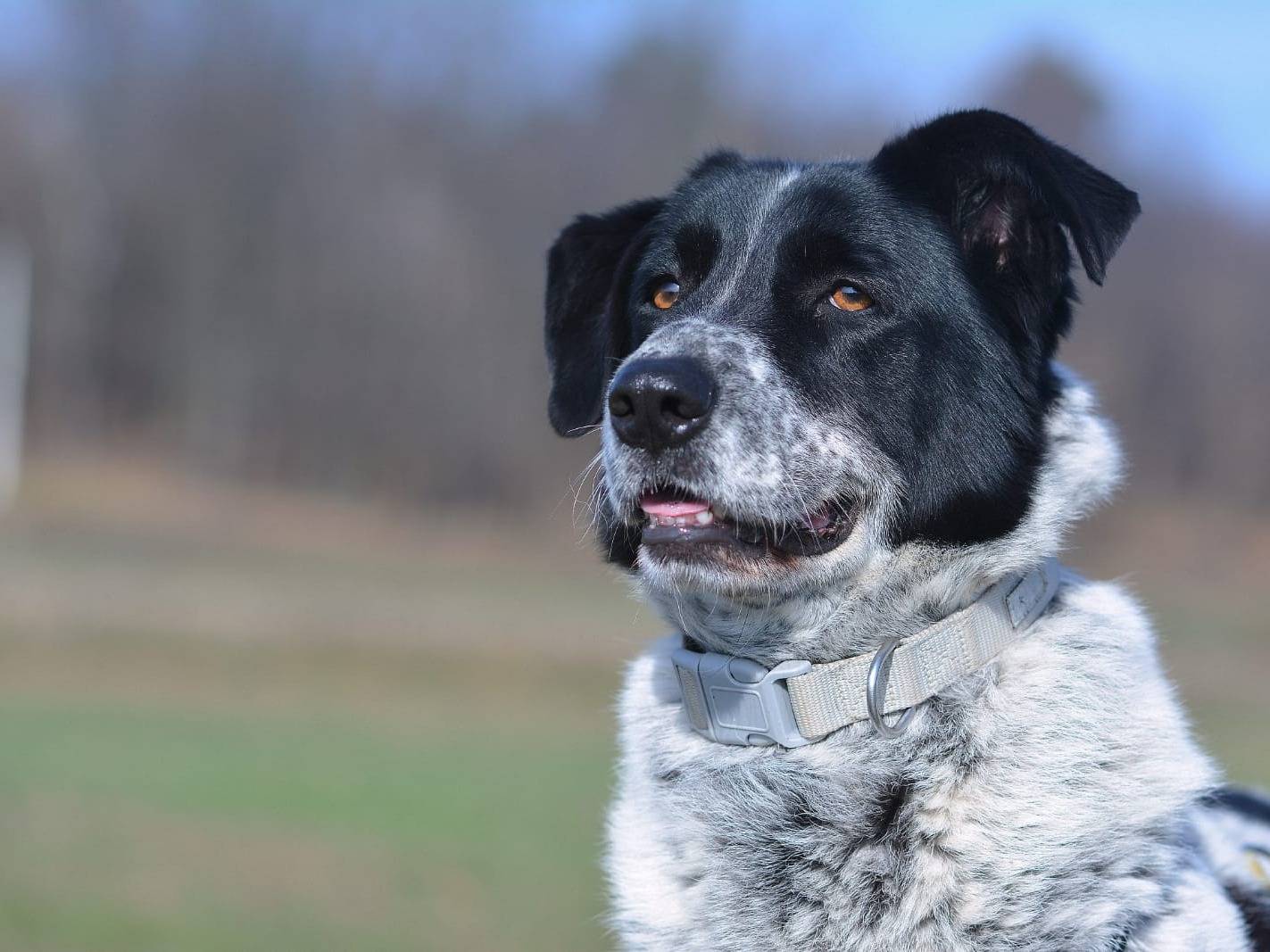 Adotta un cane, maschio, 6 anni  e 3 mesi , Como