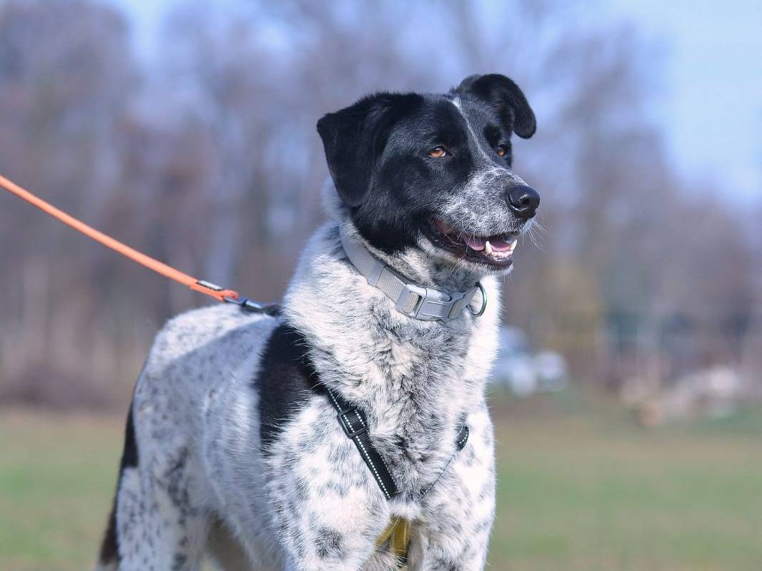 Adotta un cane, taglia media, maschio, Como