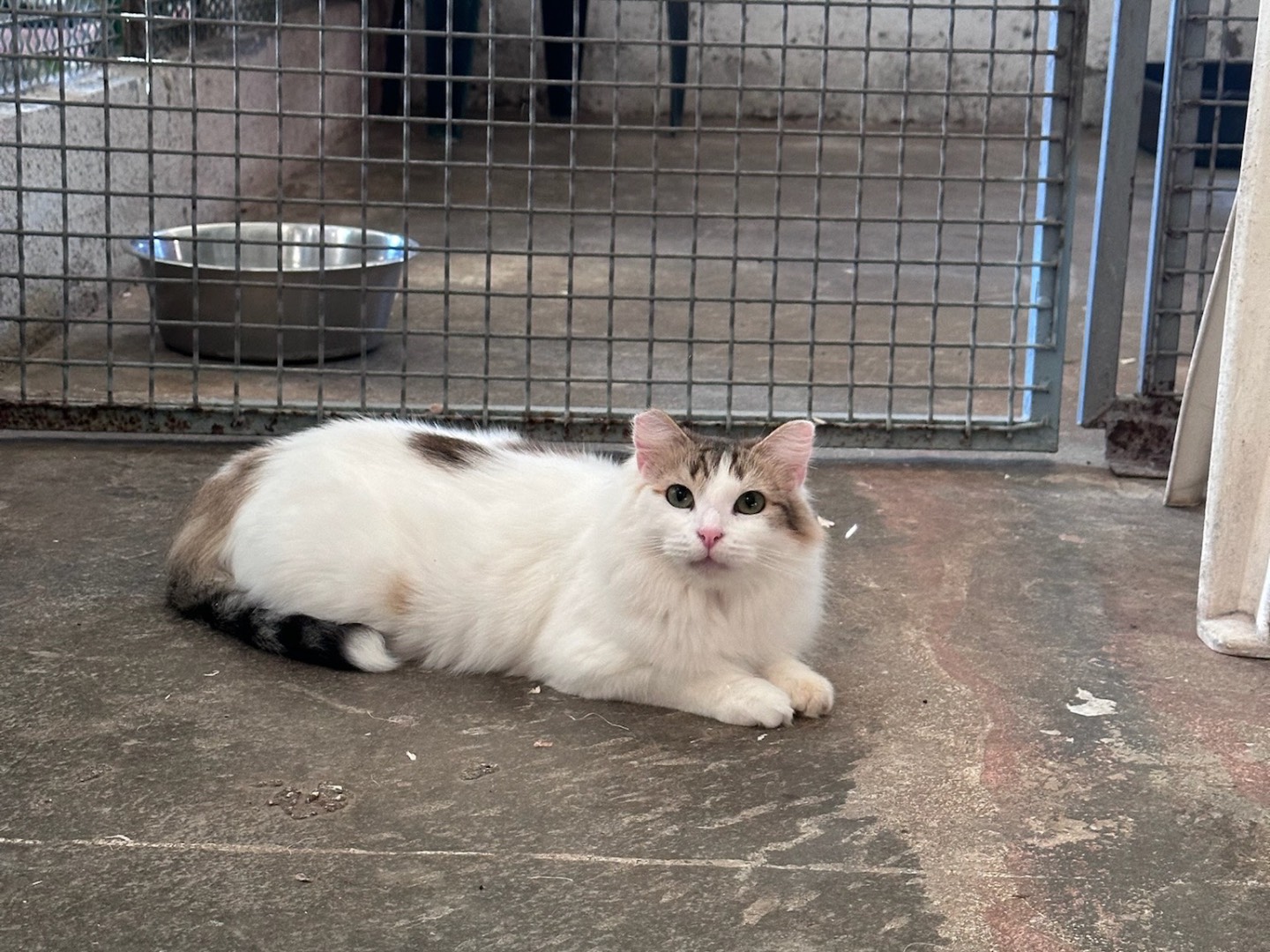 Adozione gatto, femmina, meticcio, 3 anni  e 5 mesi , taglia non valida, Roma