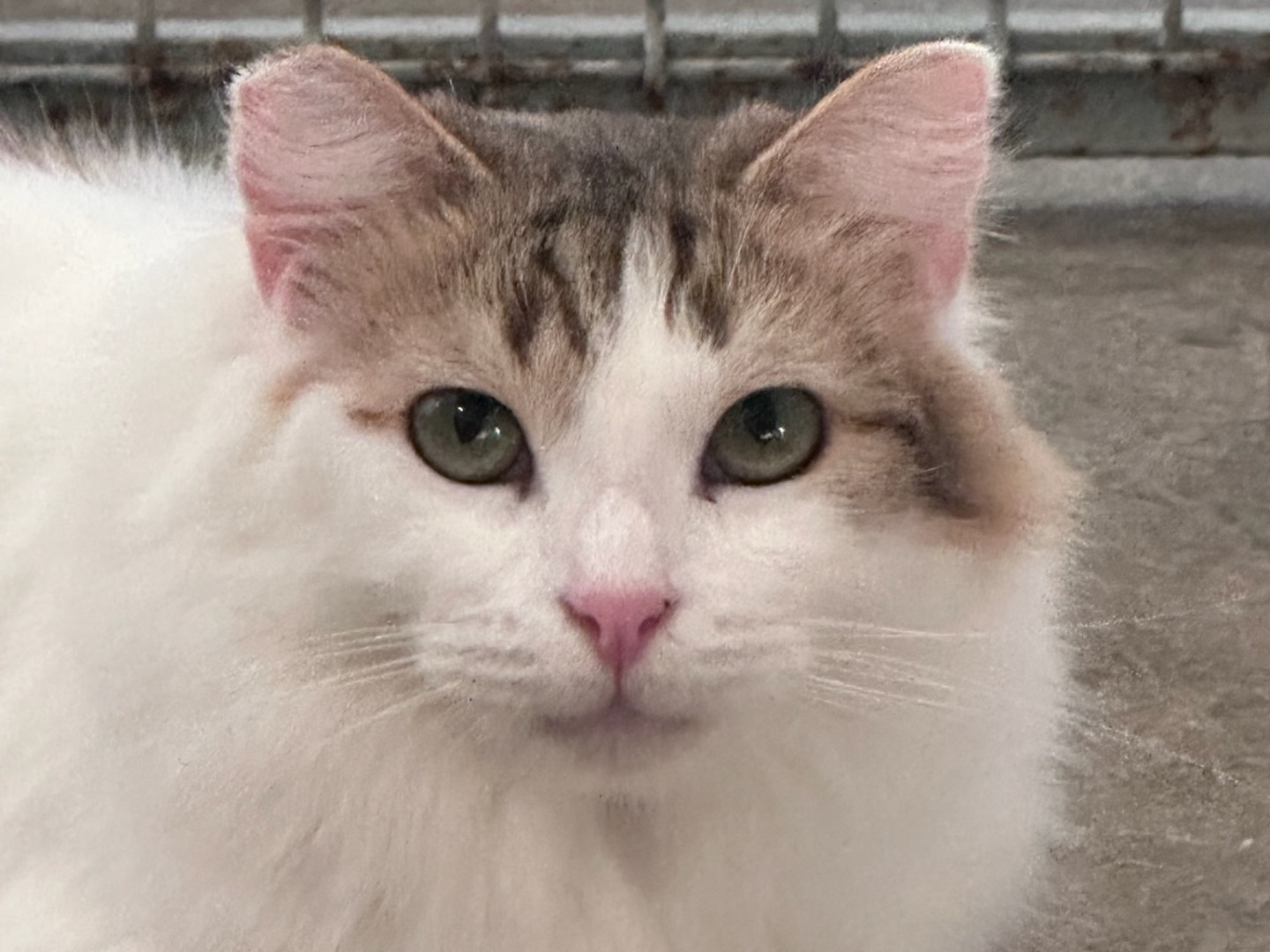 Adotta un gatto, femmina, 3 anni  e 5 mesi , Roma