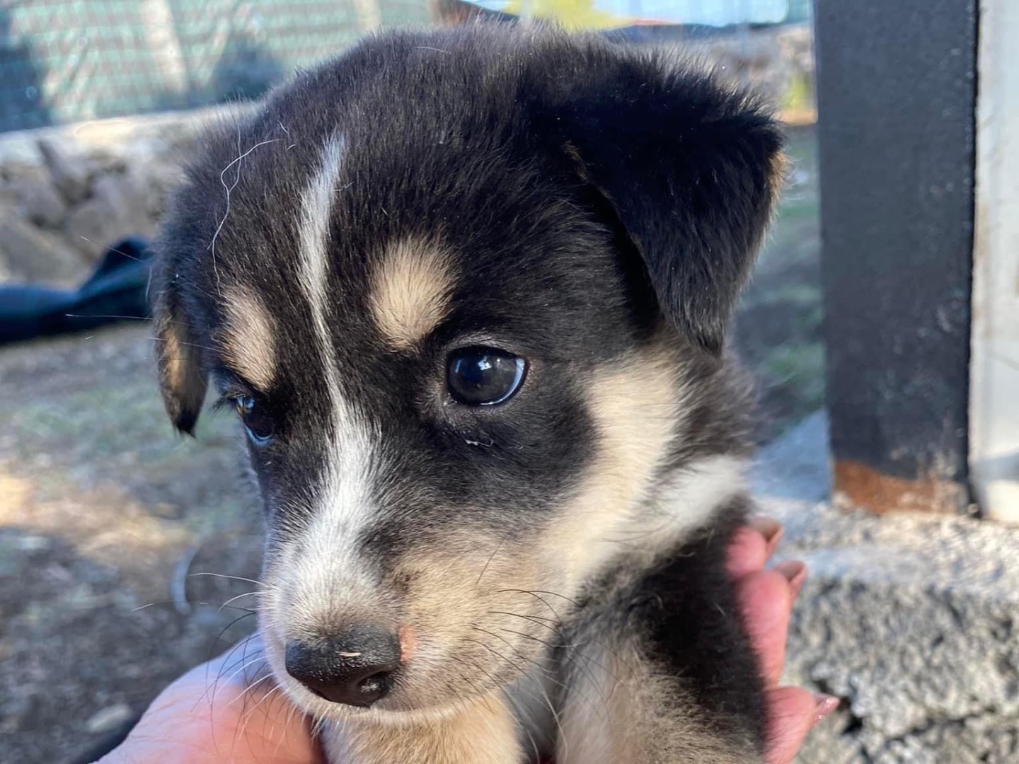 Adozione cane, femmina, Siberian Husky, 3 anni e 1 mese, taglia media, Siracusa
