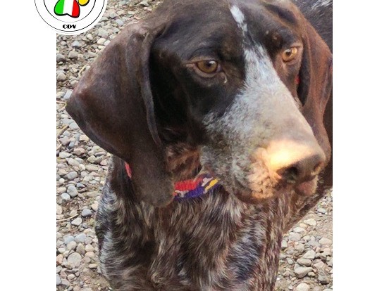 Adozione cane, maschio, Bracco, 4 anni e 11 mesi, taglia grande, Como