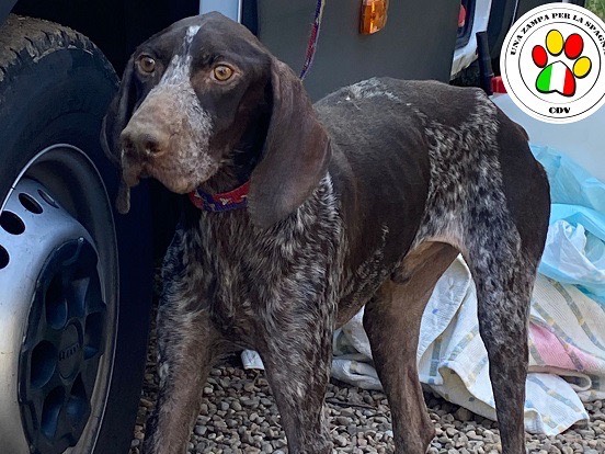 Adotta un cane, maschio, 4 anni e 11 mesi, Como