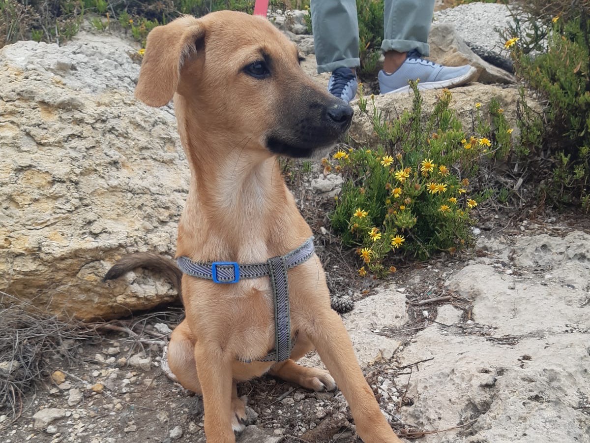 Adozione cane, femmina, meticcio, 3 anni e 2 mesi, taglia media, Siracusa