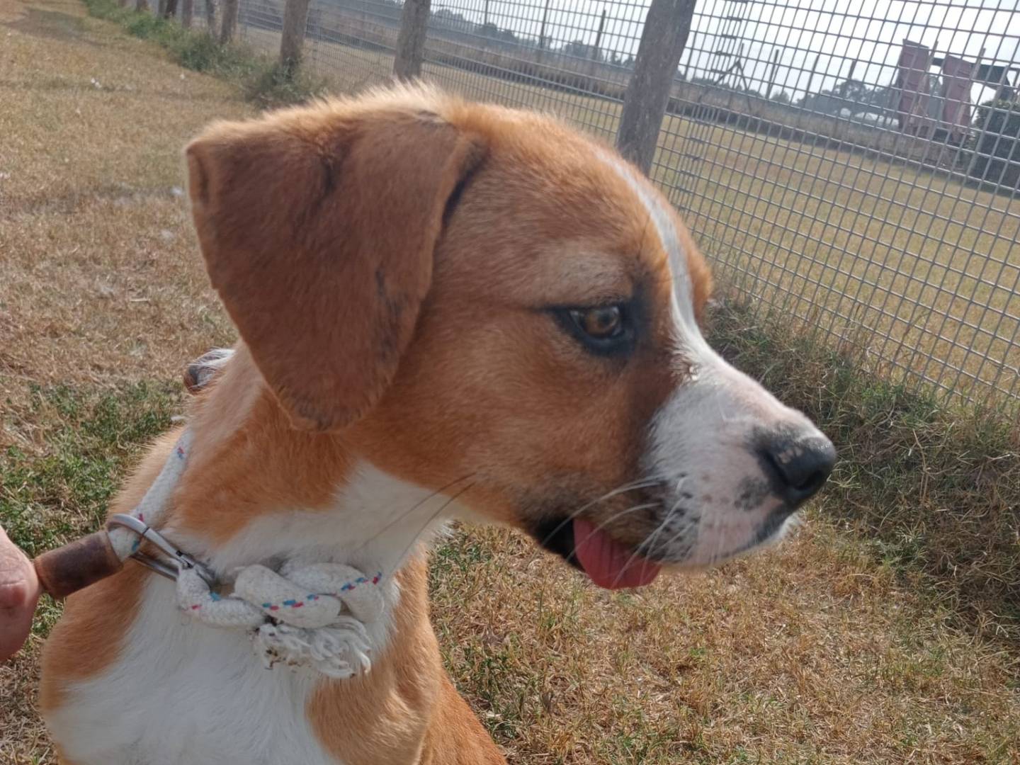 Adotta un cane, maschio, 2 anni  e 2 mesi , Latina
