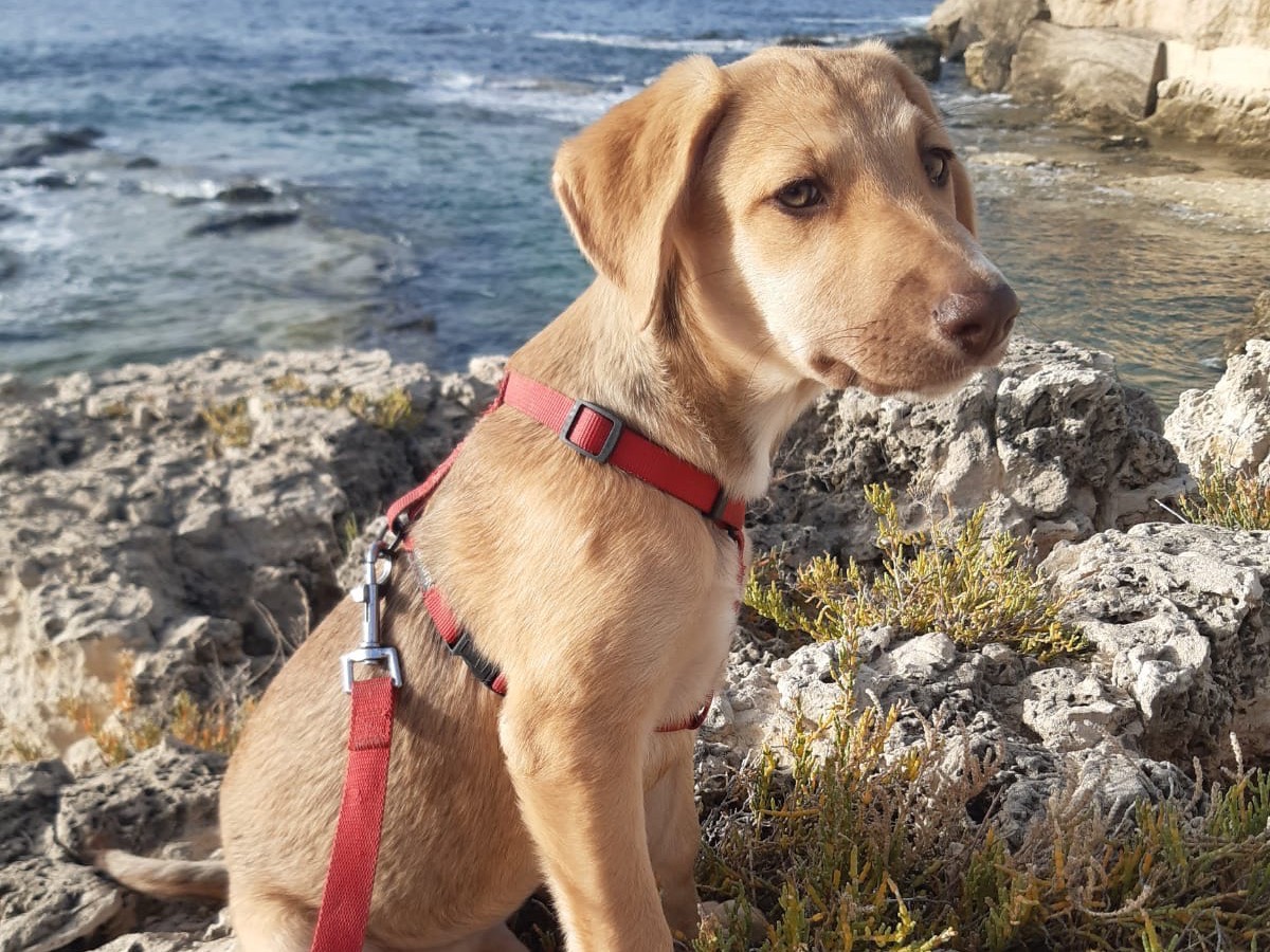 Adozione cane, femmina, meticcio, 3 anni e 2 mesi, taglia media, Siracusa