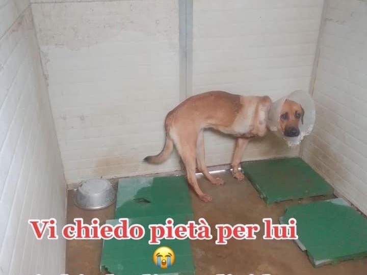 Adozione cane, maschio, meticcio, 3 anni e 8 mesi, taglia media contenuta, Napoli