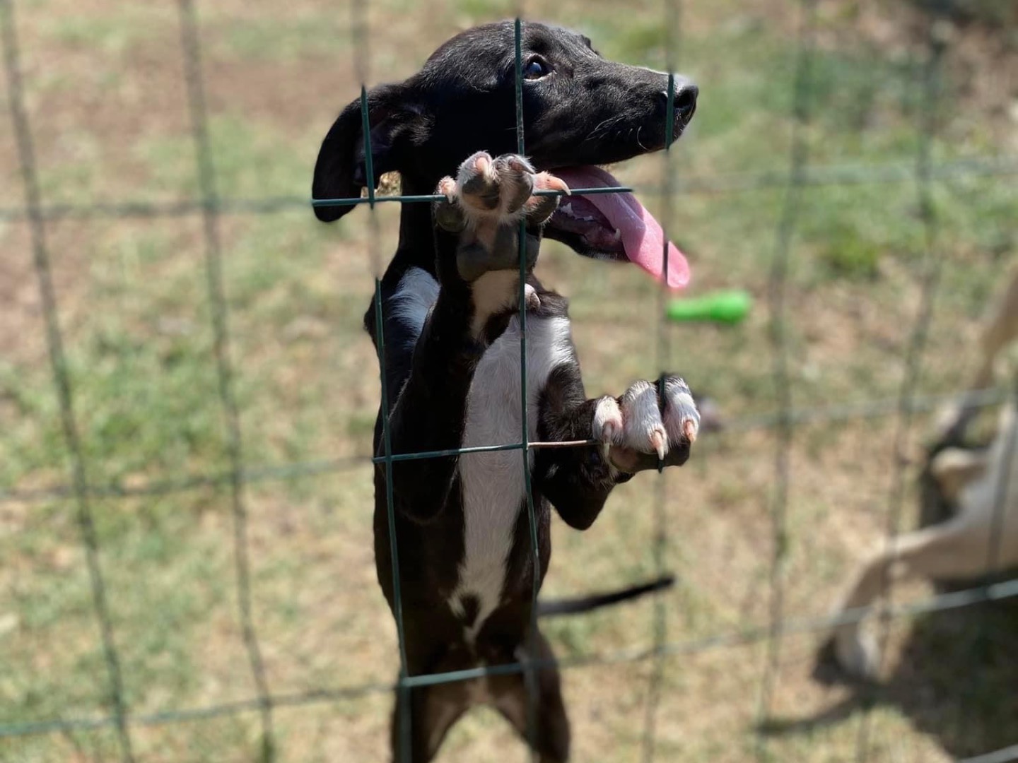 Adozione cane, femmina, meticcio, 3 anni e 2 mesi, taglia media, Siracusa