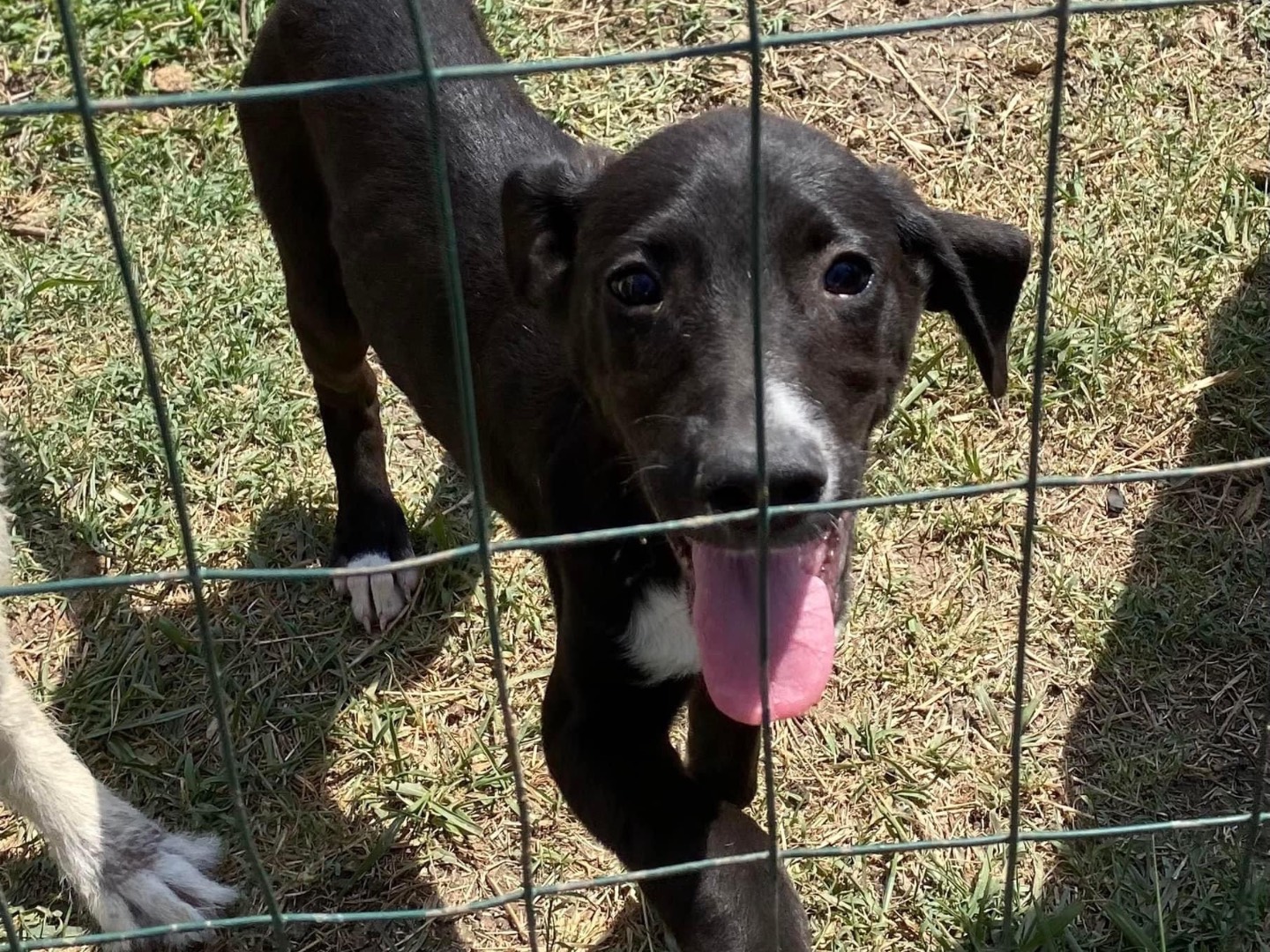 Adotta un cane, femmina, 3 anni e 2 mesi, Siracusa
