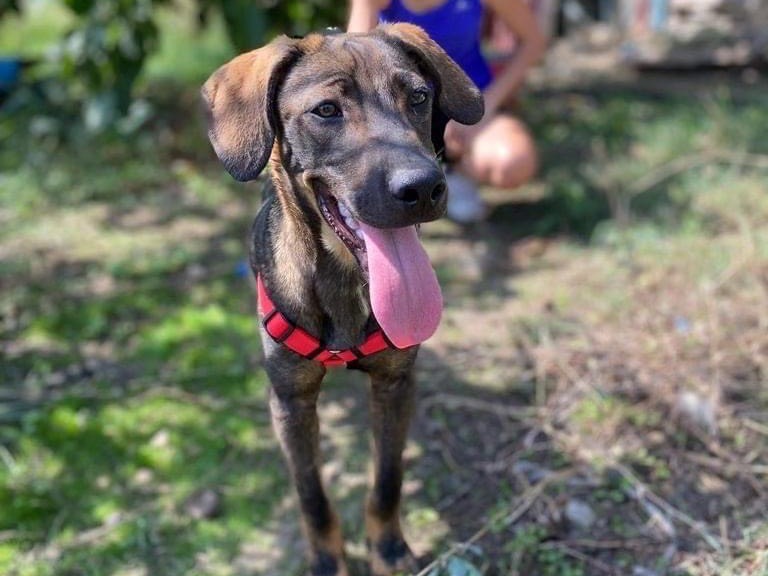 Adozione cane, maschio, meticcio, 3 anni e 5 mesi, taglia media, Siracusa