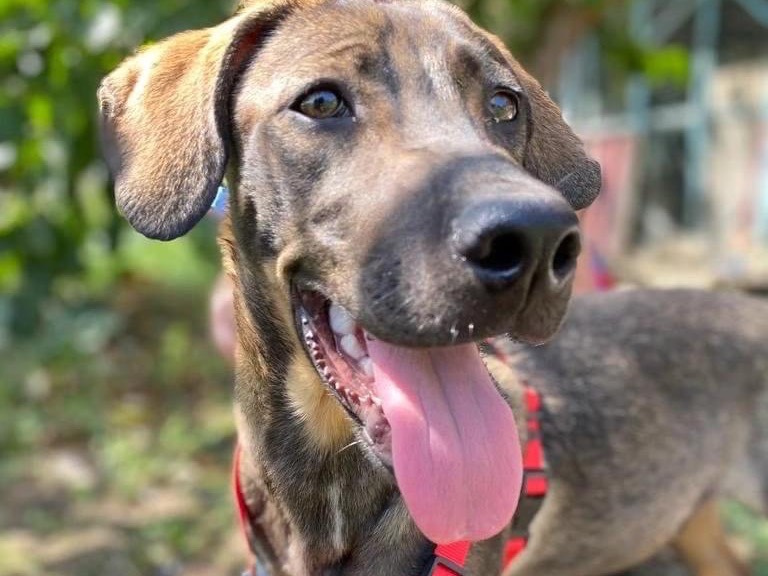 Adotta un cane, maschio, 3 anni e 5 mesi, Siracusa