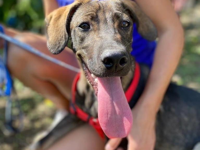 Adotta un cane, taglia media, maschio, Siracusa