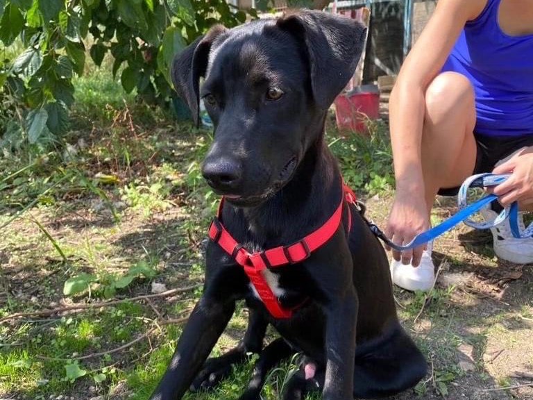 Adozione cane, maschio, meticcio, 3 anni e 5 mesi, taglia media, Siracusa