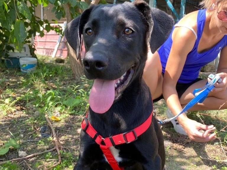 Adotta un cane, maschio, 3 anni e 5 mesi, Siracusa