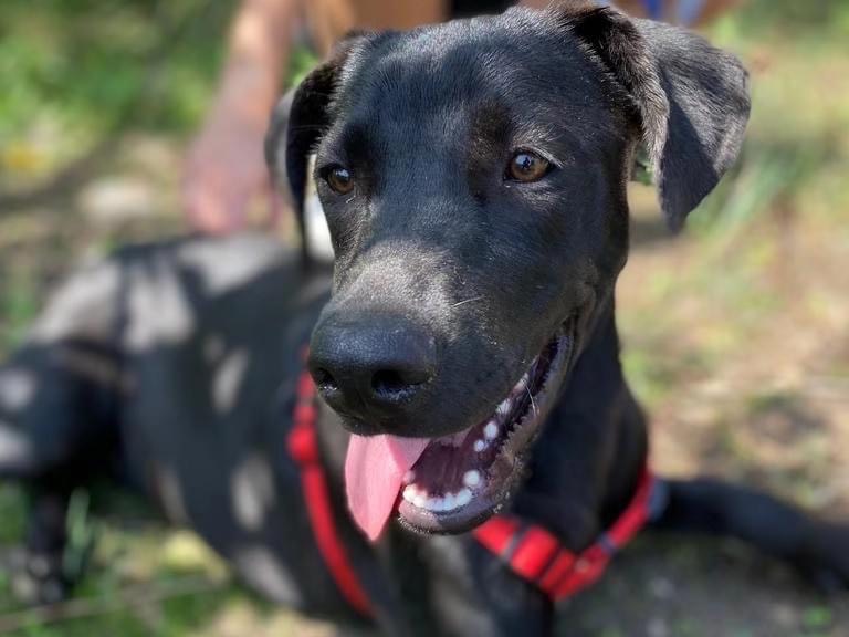 Adotta un cane, taglia media, maschio, Siracusa