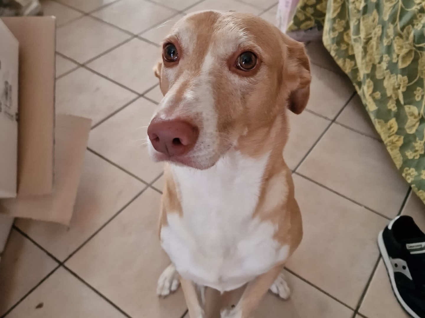 Adotta un cane, maschio, 8 anni e 11 mesi, Siracusa