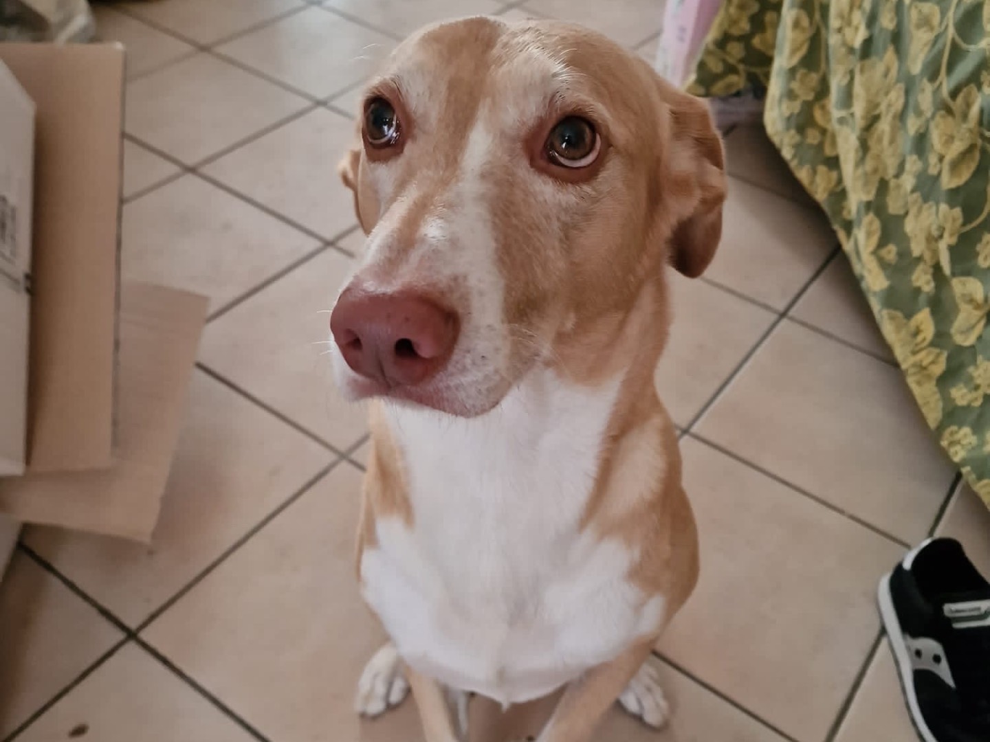 Adotta un cane, taglia media, maschio, Siracusa