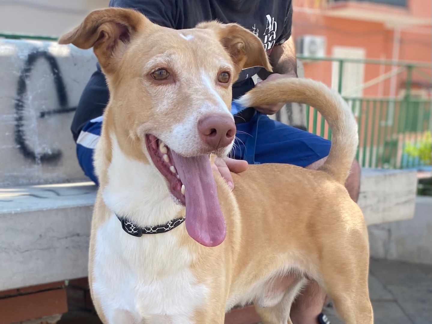 Vuoi adottare un cane a Siracusa?