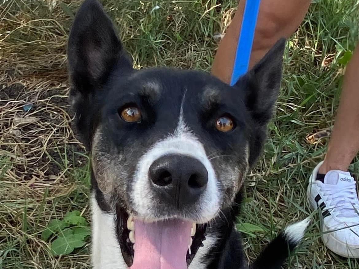Adotta un cane, femmina, 7 anni e 11 mesi, Siracusa