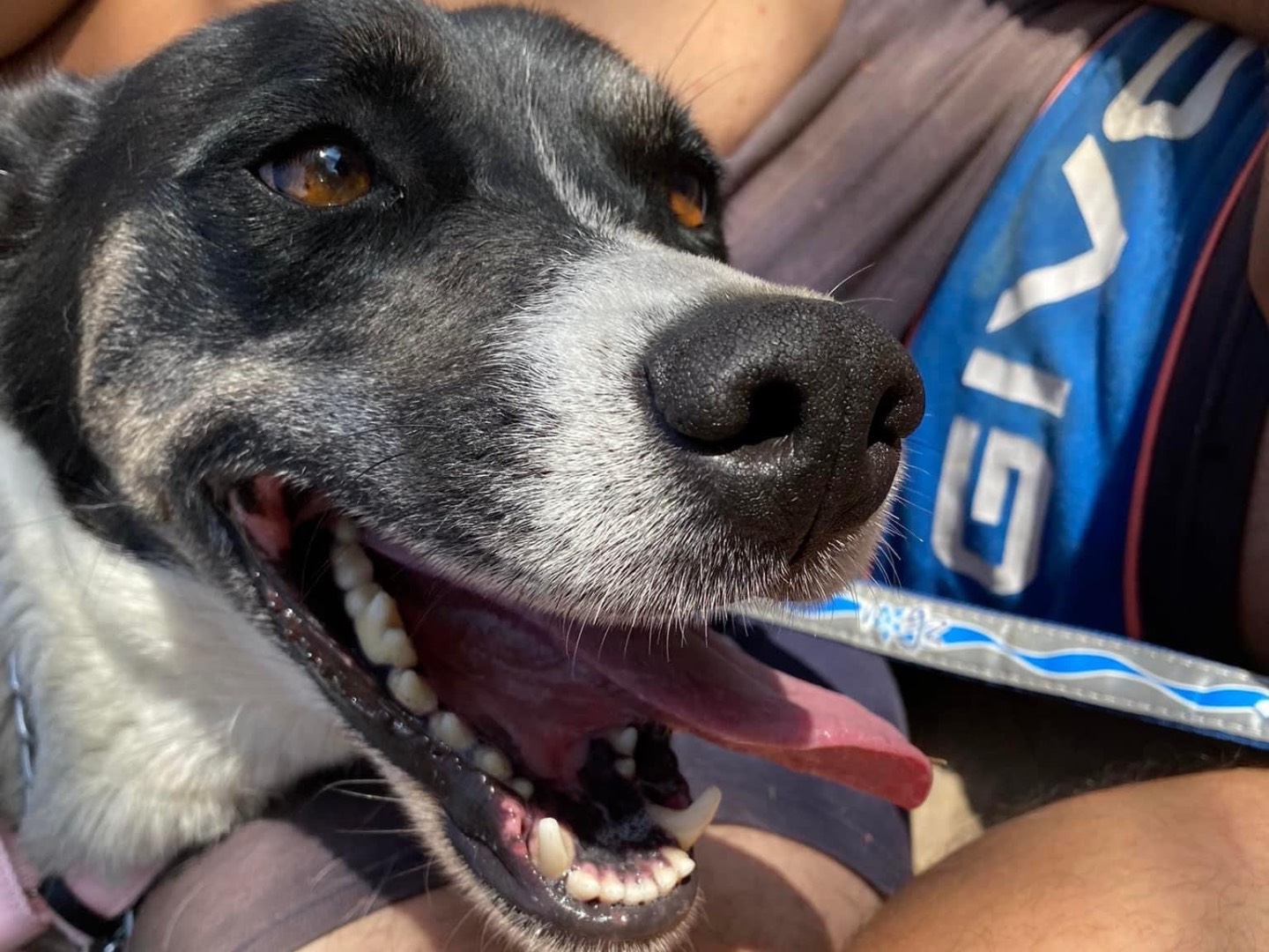 Adotta un cane, taglia media, femmina, Siracusa
