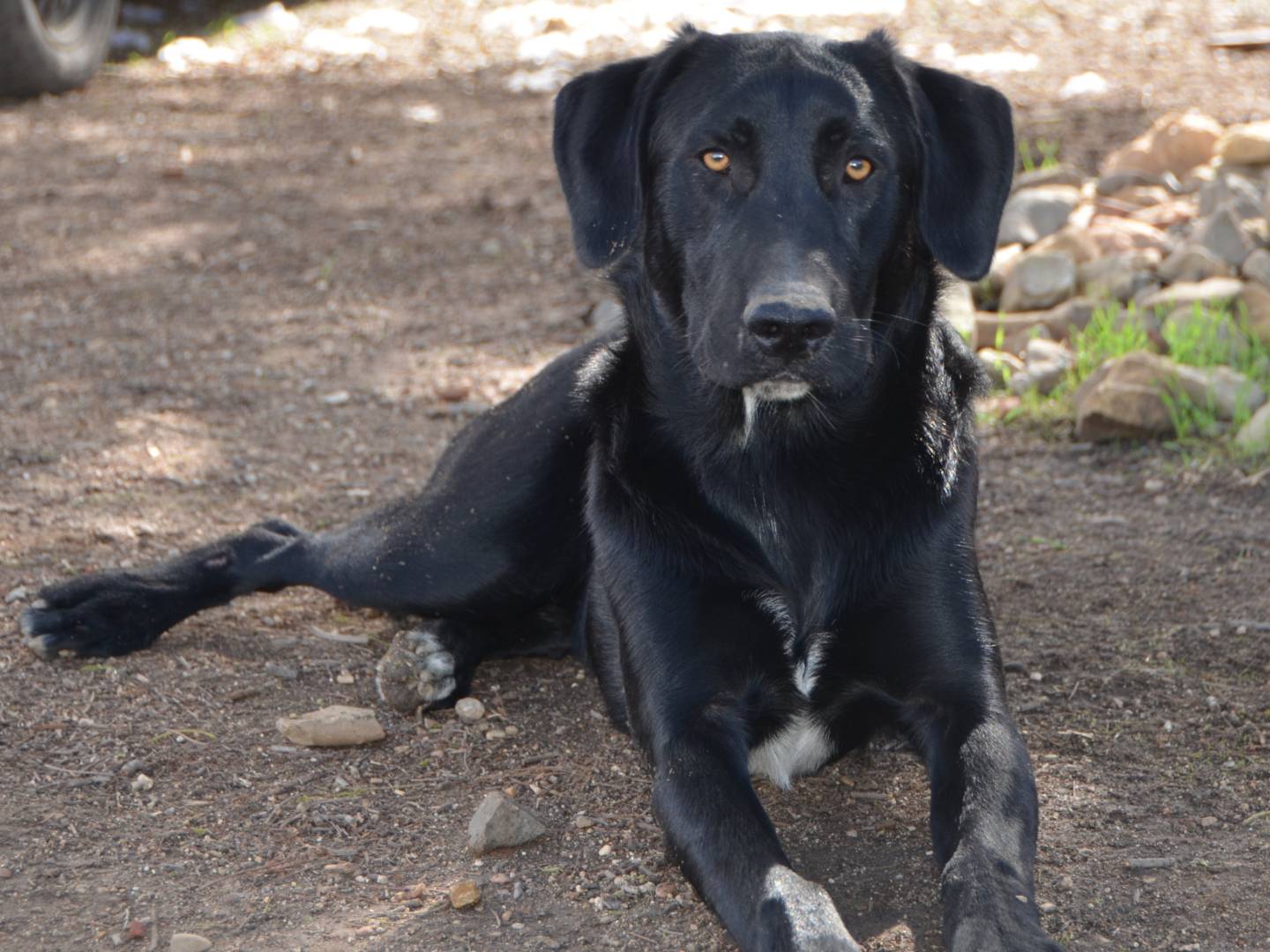 Adotta un cane, maschio, 2 anni  e 4 mesi , Sud