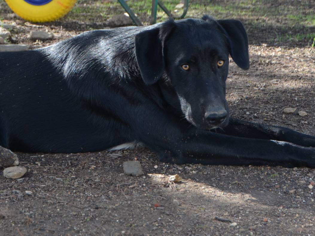 Adotta un cane, taglia media, maschio, Sud