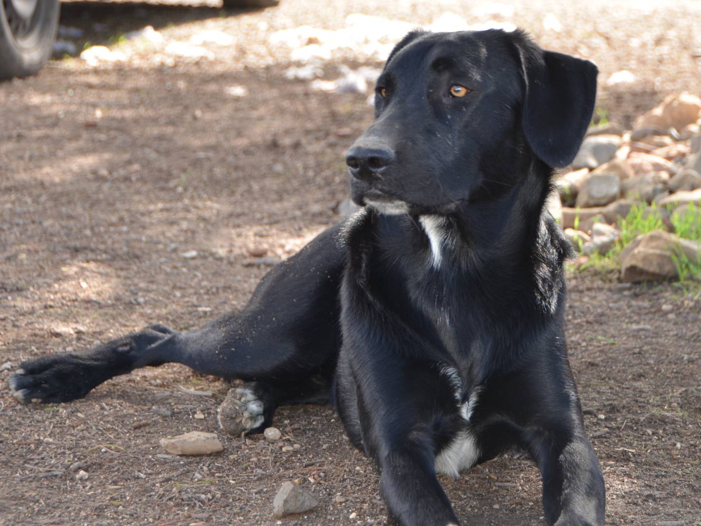Vuoi adottare un cane a Sud?