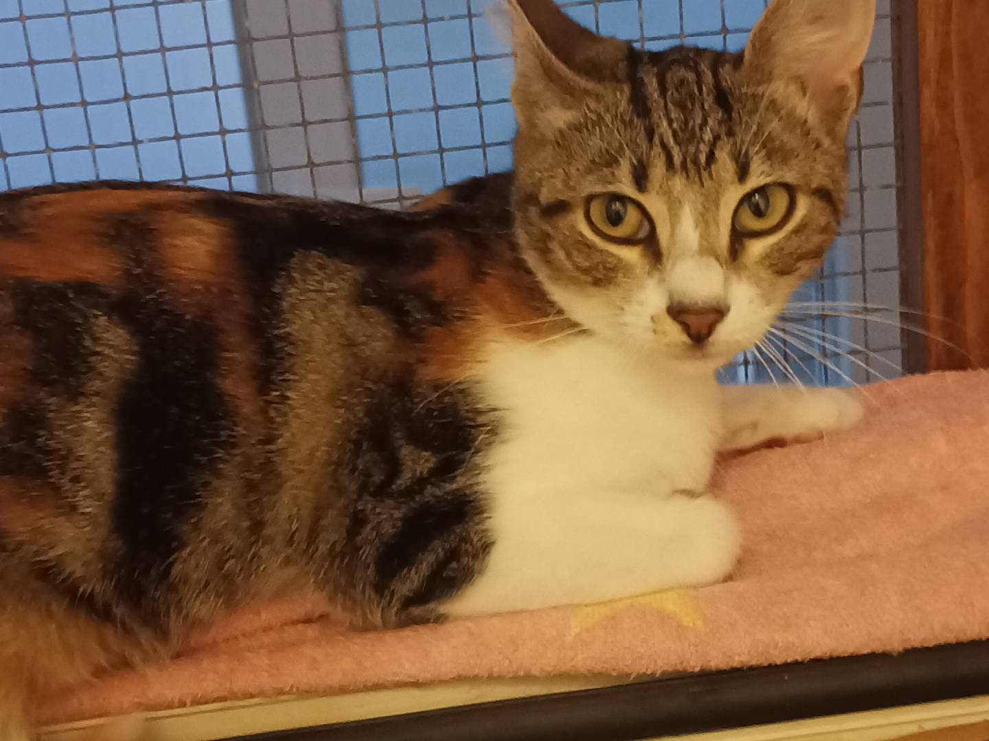 Adotta un gatto, femmina, 2 anni , Bari