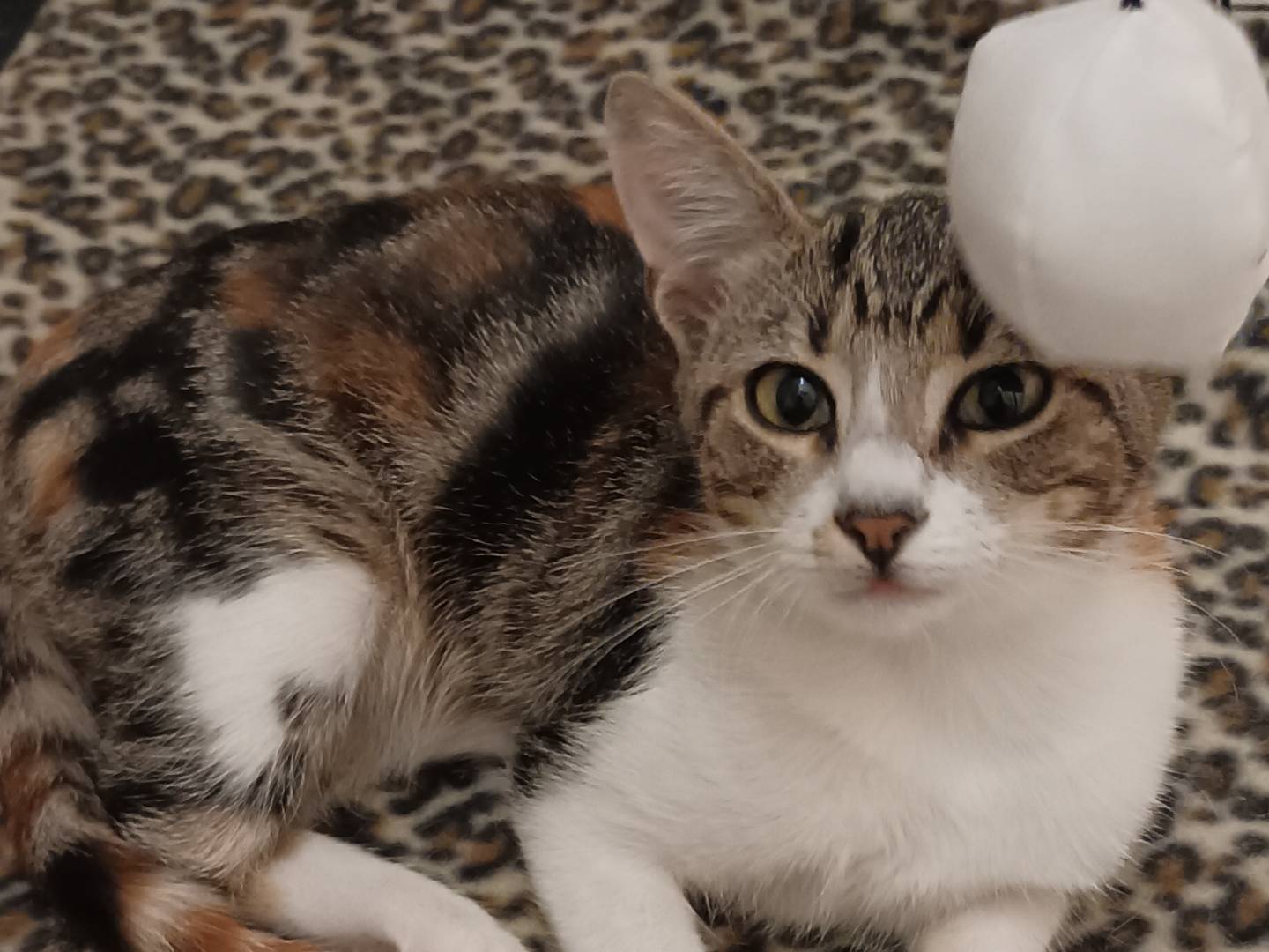 Vuoi adottare un gatto a Bari?