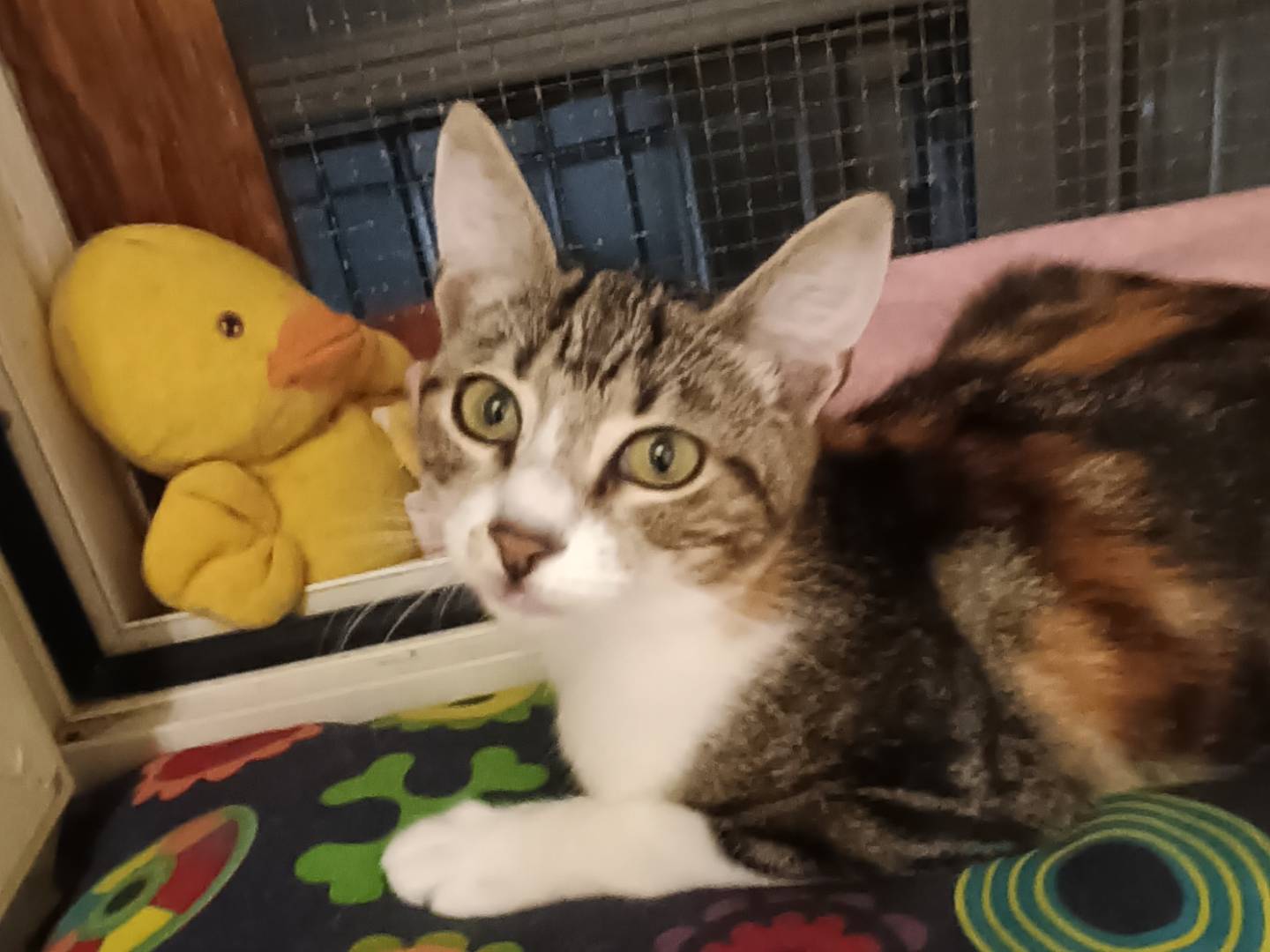 Adotta il gatto Bamby a Bari