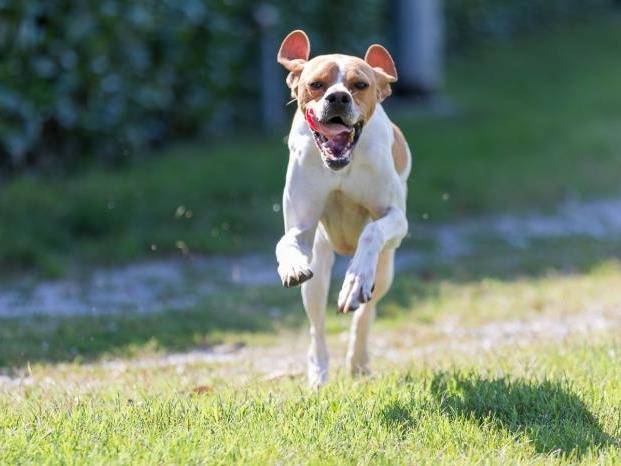 Adozione cane, maschio, Pointer, 5 anni e 2 mesi, taglia media, Milano