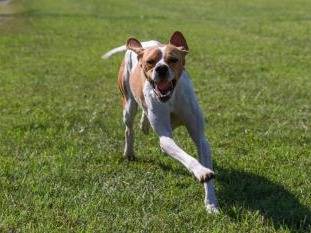 Adotta un cane, maschio, 5 anni e 2 mesi, Milano