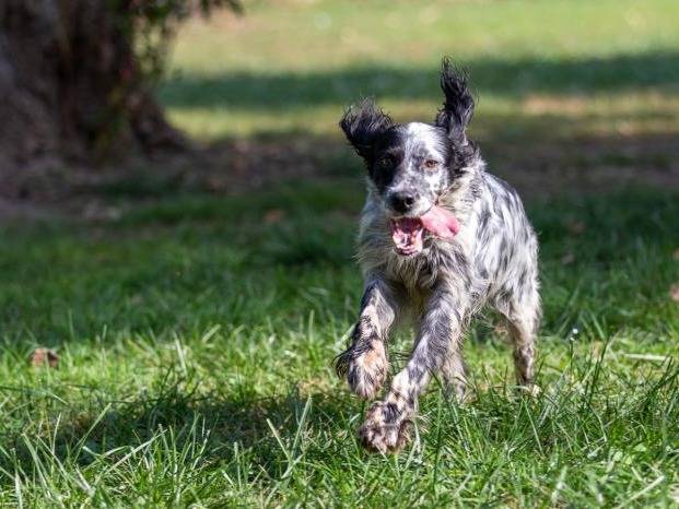 Adotta un cane, taglia media, femmina, Milano