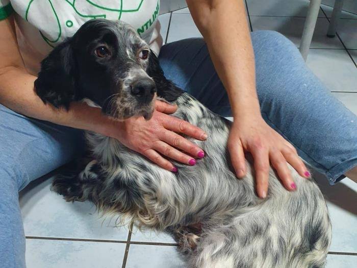 Vuoi adottare un cane a Milano?