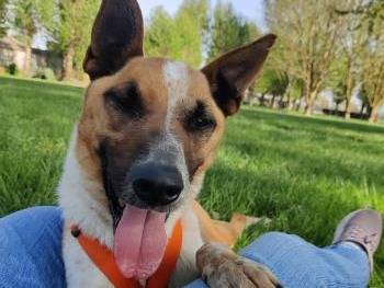 Adotta un cane, taglia media, maschio, Milano