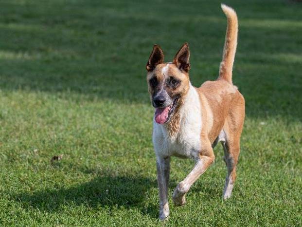 Vuoi adottare un cane a Milano?