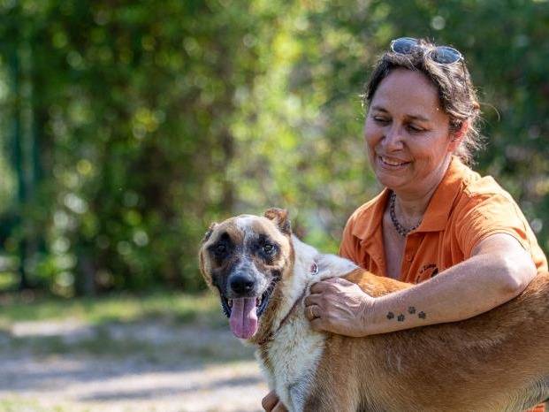 Adotta il cane HAMSIK a Milano