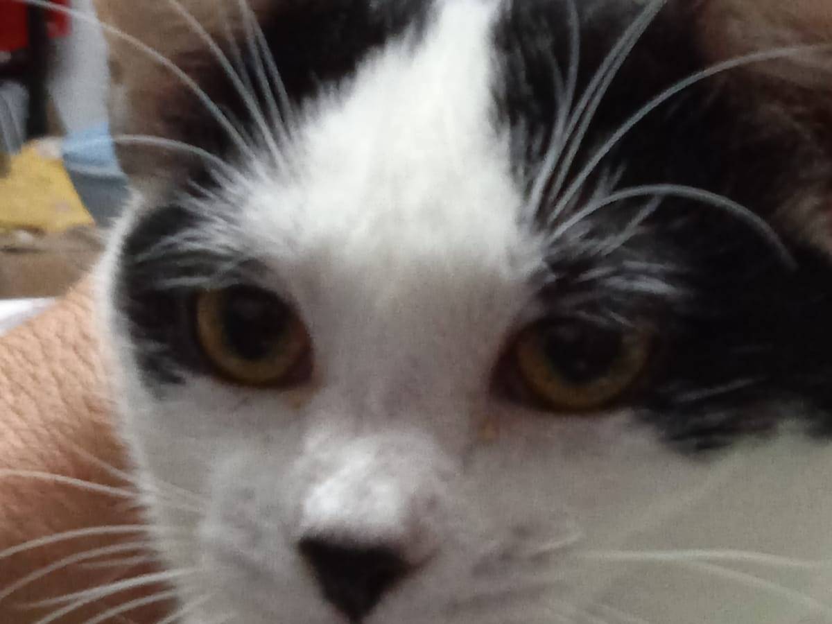 Adotta un gatto, maschio, 2 anni  e 1 mese, Bari