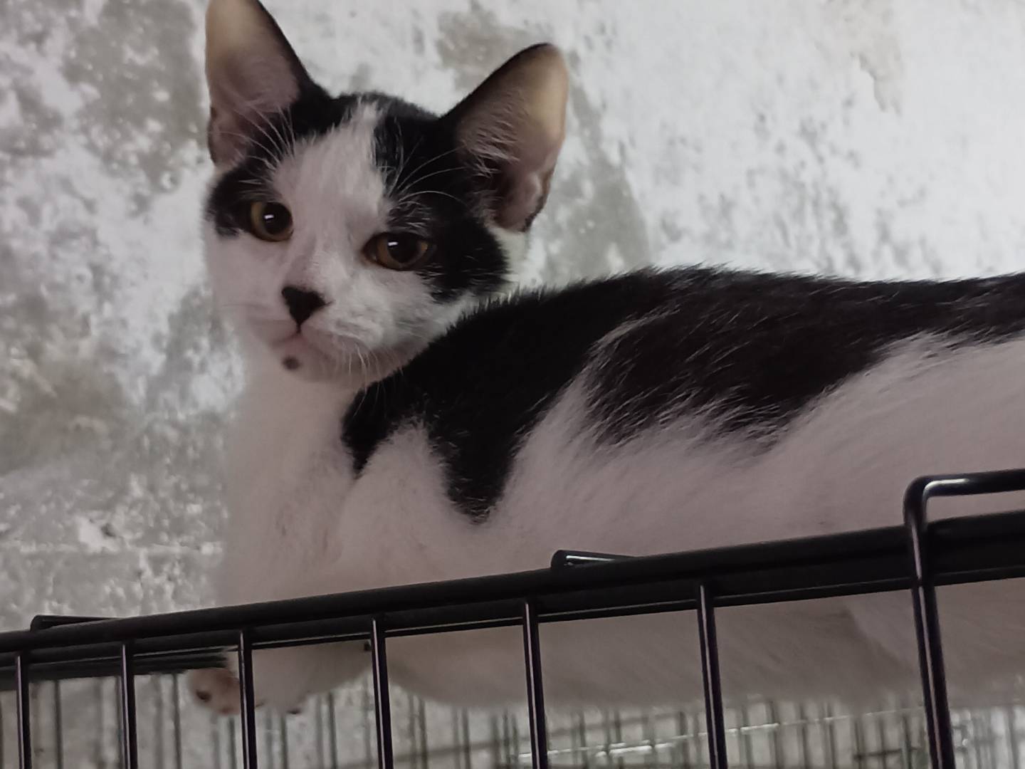 Adotta un gatto, taglia non valida, maschio, Bari